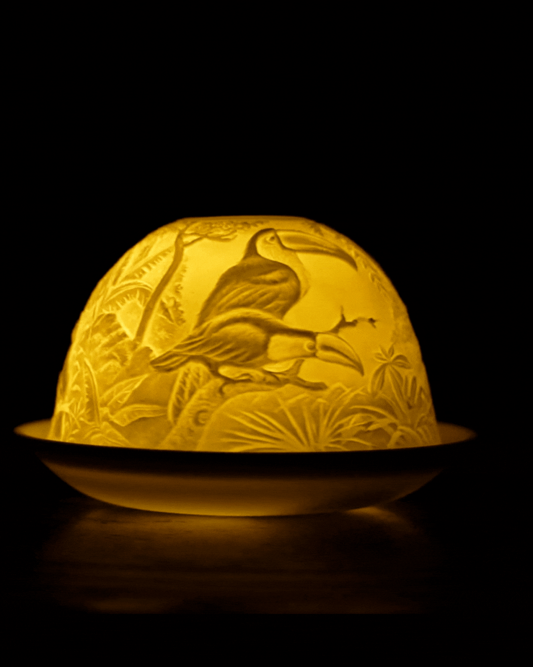 Hornbill in a Rainforest