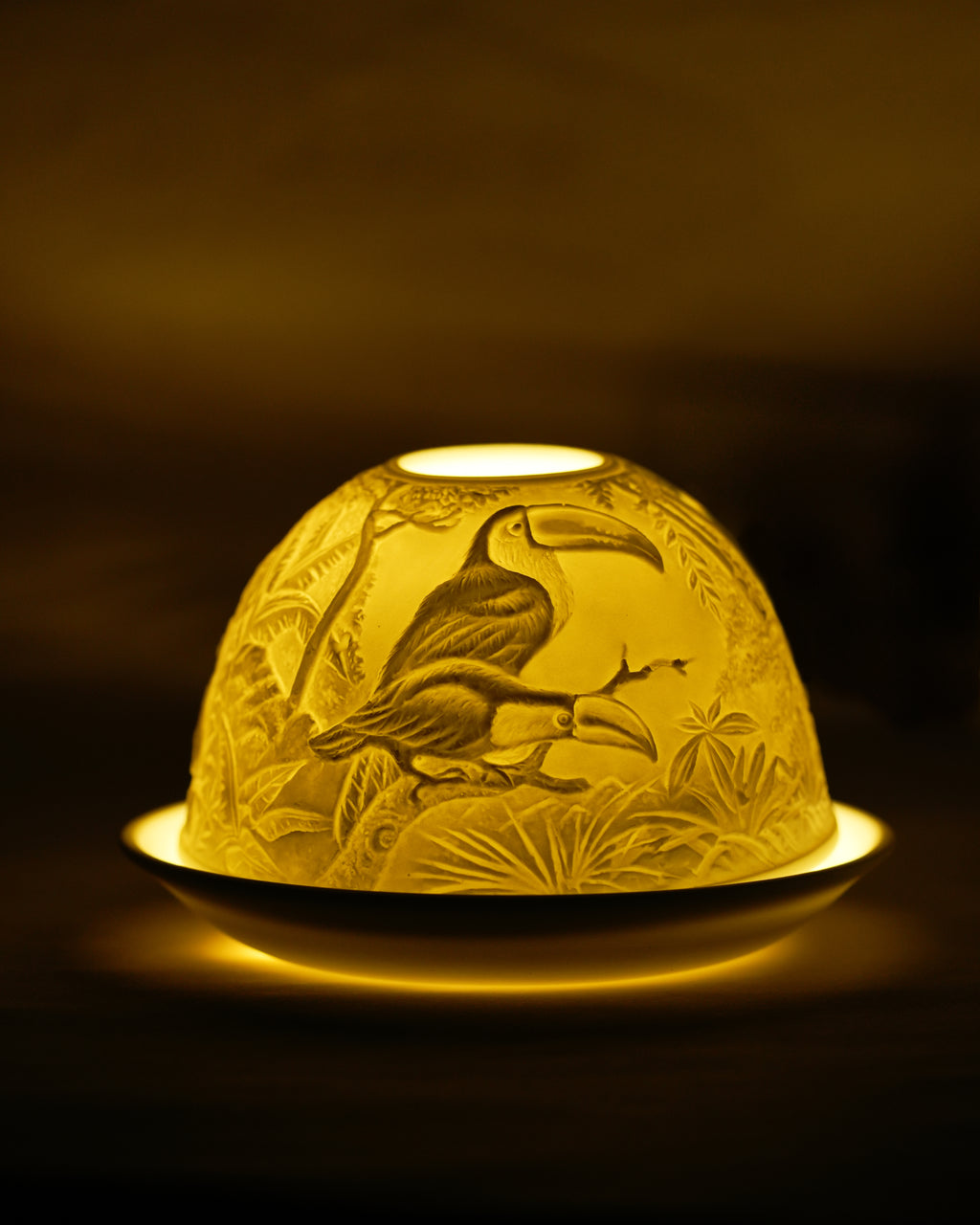 Hornbill in a Rainforest