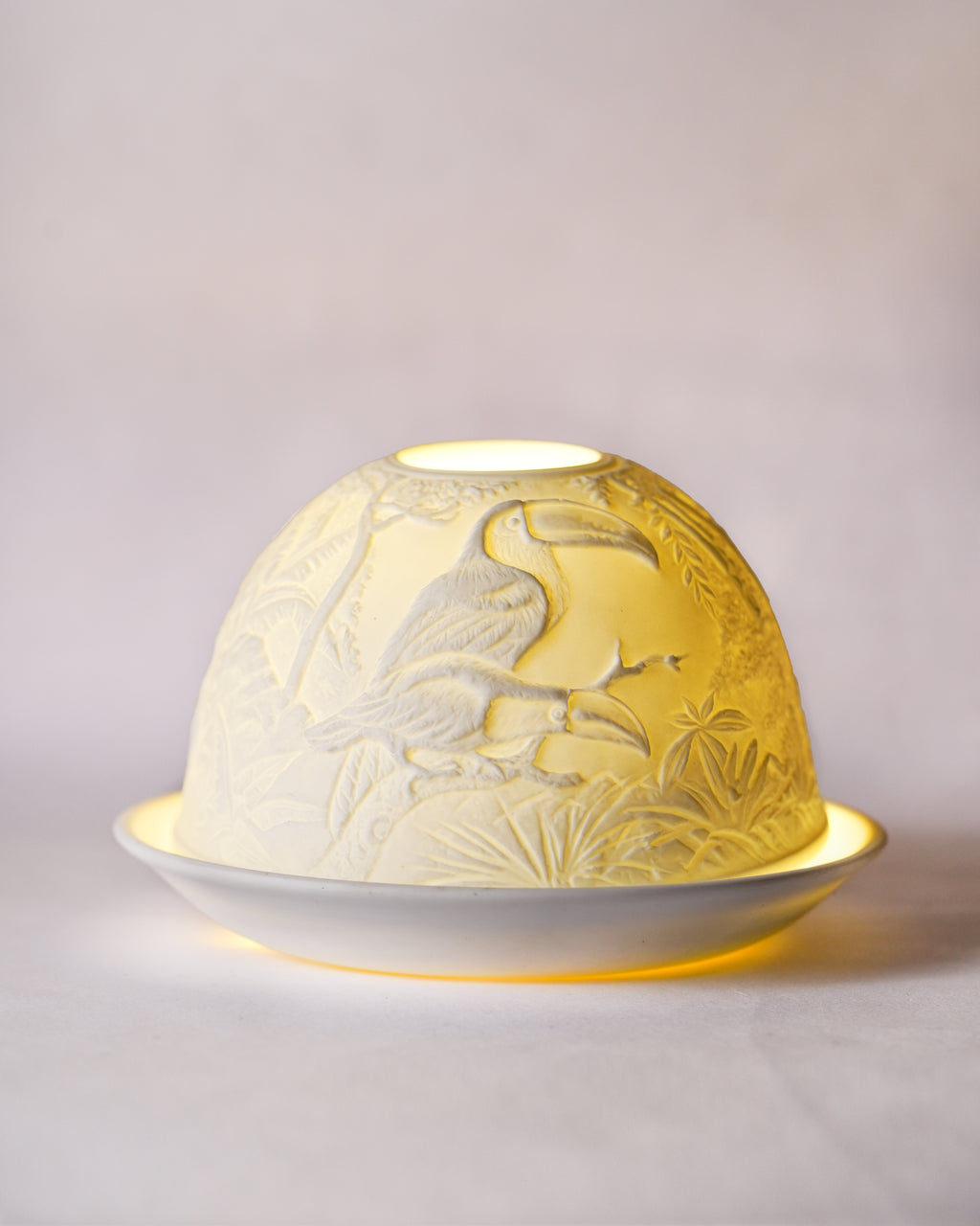 Hornbill in a Rainforest